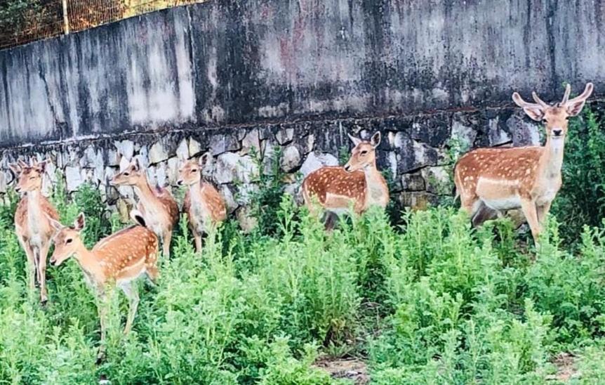 レイリア Quinta Do Bambyヴィラ エクステリア 写真