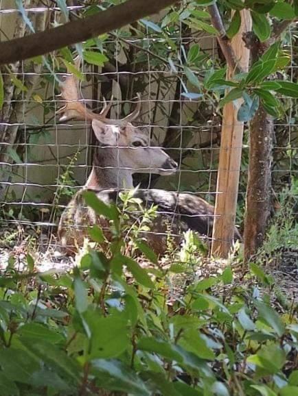 レイリア Quinta Do Bambyヴィラ エクステリア 写真